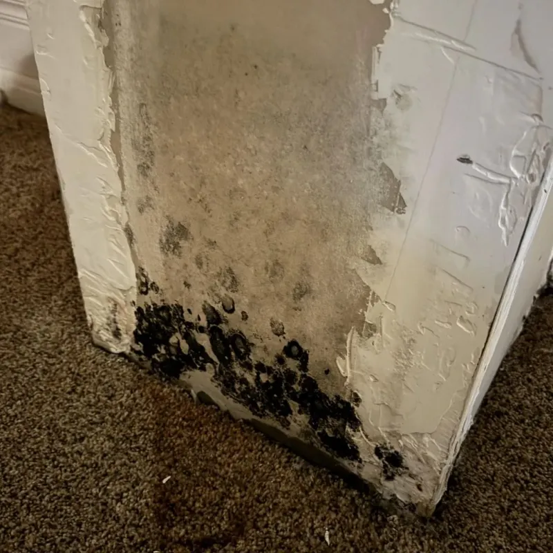 Professional Mold Removal in Yellow Springs, OH